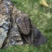 Conocoryphe cirina